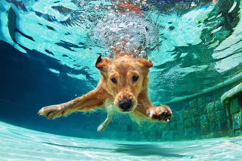Pets in Pools