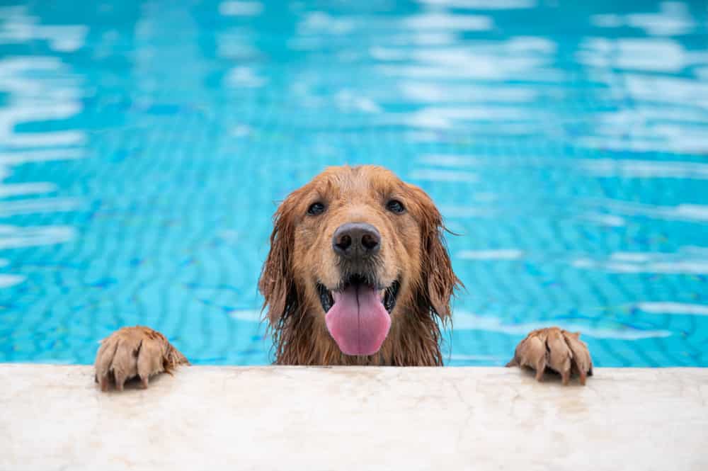 Pets in your Pool